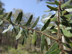 Acacia leichhardtii
