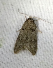 Semioscopis megamicrella