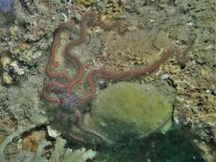 Macrophiothrix nereidina