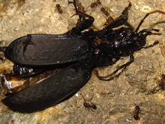 Carabus seishinensis