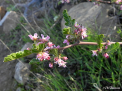 Bridgesia incisifolia