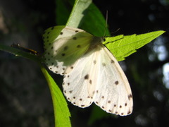 Naxa seriaria