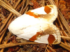 Sphragifera biplagiata