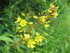 Lysimachia davurica
