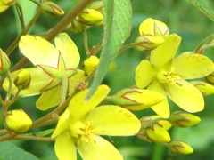Lysimachia davurica