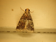 Orthaga atribasalis