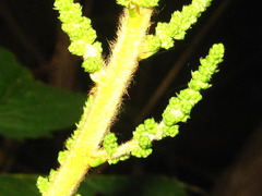Astilbe rubra