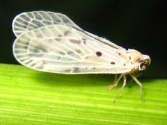 Mysidioides sapporoensis