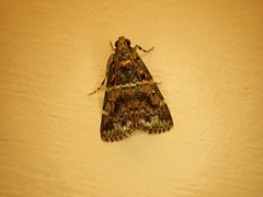 Orthaga atribasalis
