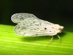 Mysidioides sapporoensis