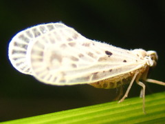 Mysidioides sapporoensis