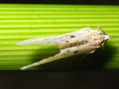 Mysidioides sapporoensis