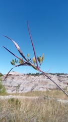 Mascarenhasia