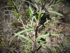 Comesperma hispidulum