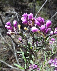 Comesperma hispidulum