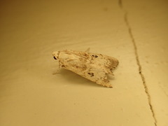 Pycnarmon