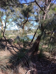 Xanthorrhoea concava