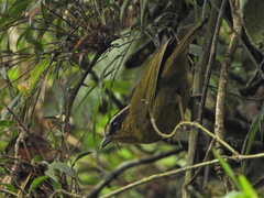 Kleinothraupis atropileus