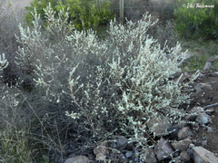 Buddleja suaveolens