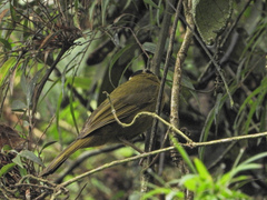 Kleinothraupis atropileus