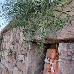 Salvadora oleoides