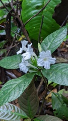 Ruellia tubiflora image