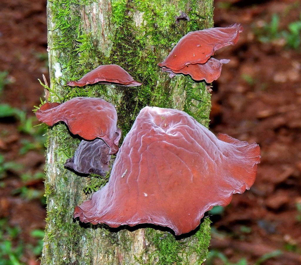 Auricularia fuscosuccinea · March 2014 · photo: © hhulsberg (iNaturalist, cc-by)