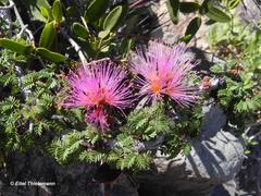 Calliandra chilensis