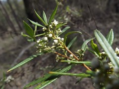 Logania albiflora