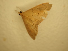 Hyalobathra crenulata
