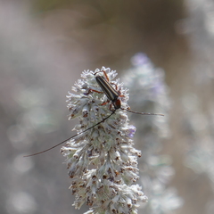 Sphaenothecus bilineatus