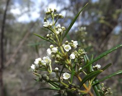 Logania albiflora