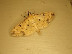 Pycnarmon meritalis