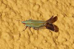 Pseudomacrocorupha wagneri