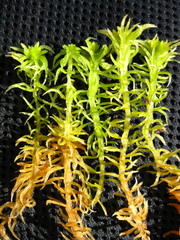 Sphagnum riparium