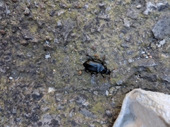Nicrophorus humator