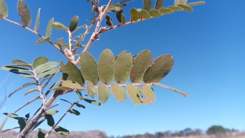 Pyranthus alasoa image