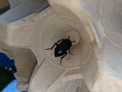 Nicrophorus humator