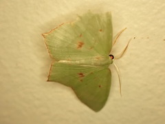 Maxates tanygona