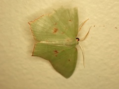 Maxates tanygona