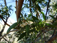 Myoporum montanum