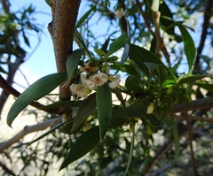 Myoporum montanum