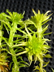 Sphagnum riparium