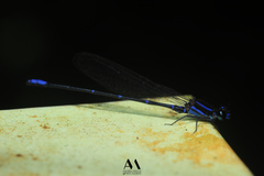 Argia oculata image