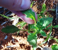 Dysphania melanocarpa