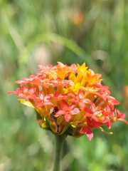 Lasiosiphon rubescens