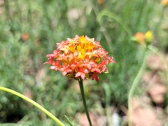 Lasiosiphon rubescens