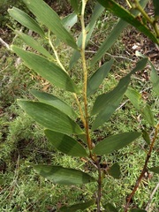 Acacia complanata