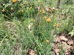 Lasiosiphon rubescens