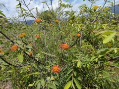 Lasiosiphon rubescens